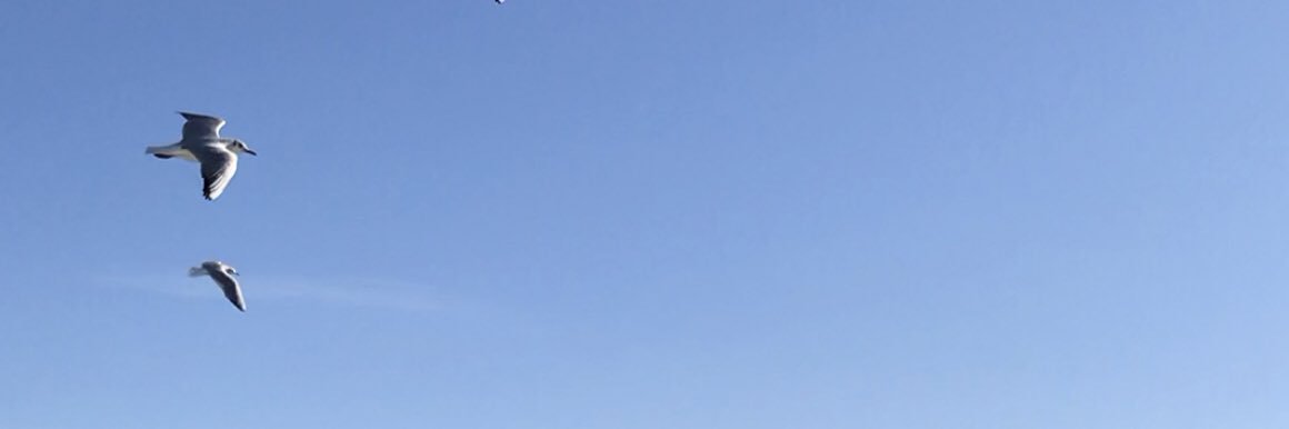 Asln banner