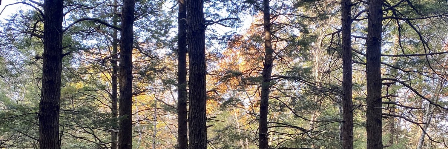 Dave McDonald banner