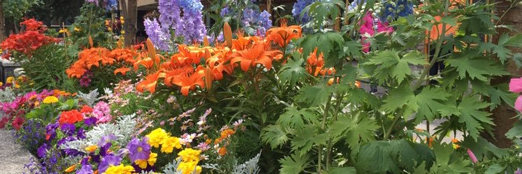 Margo Sanger banner