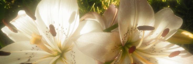 louೀ*|| 🦢 banner