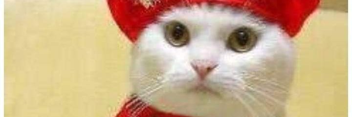 ACriadoraDoCeu's profile banner image