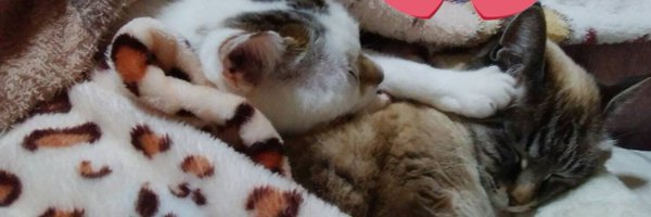 torachan7256 Profile Banner