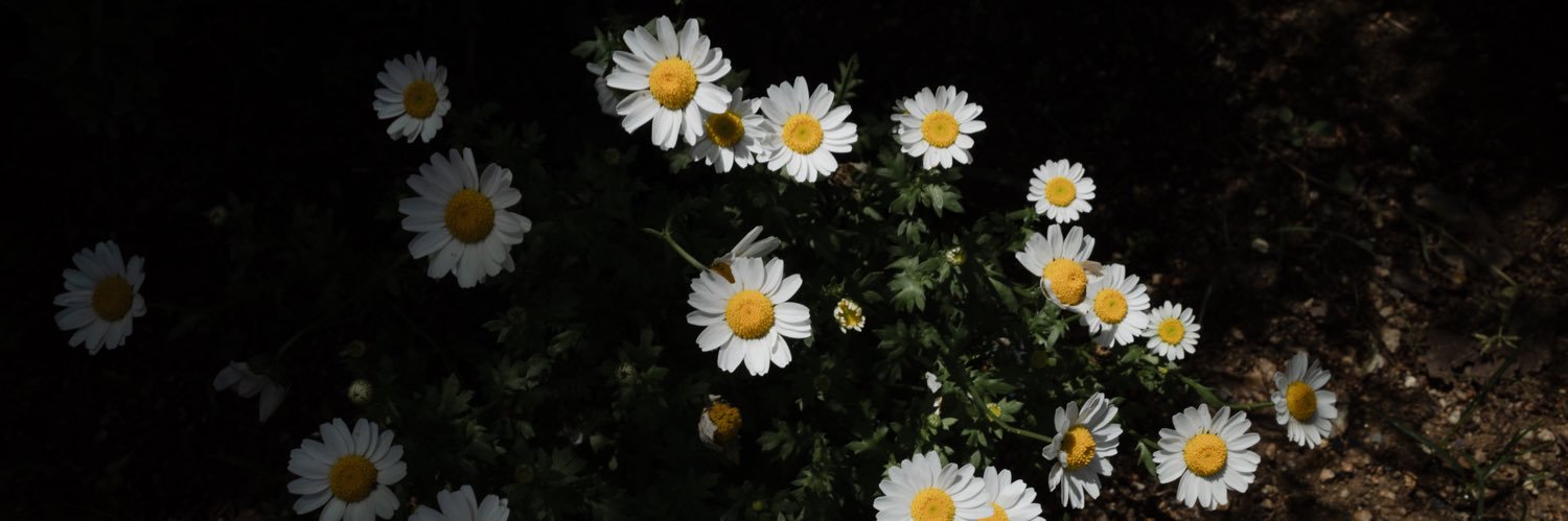 leomeldejesus's profile banner image