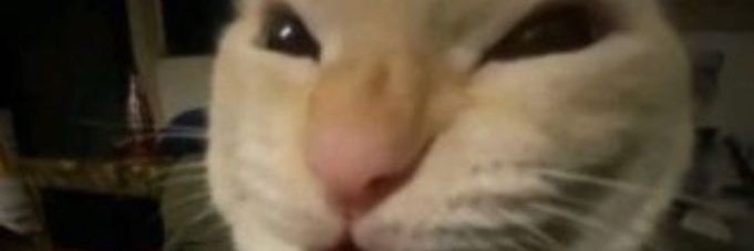 VlaDyMango🥭 (moment show) banner