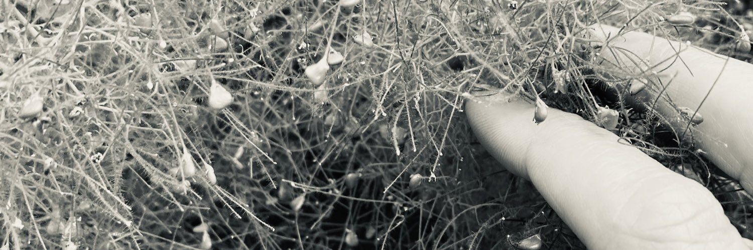 Clare Plumley banner