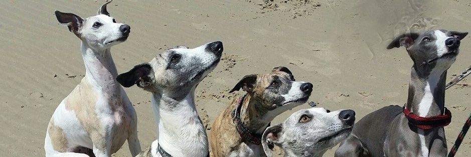 HoundMs's profile banner image