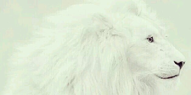 jayjaybritt1's profile banner image