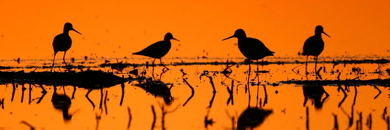 Esenxis_2's profile banner image