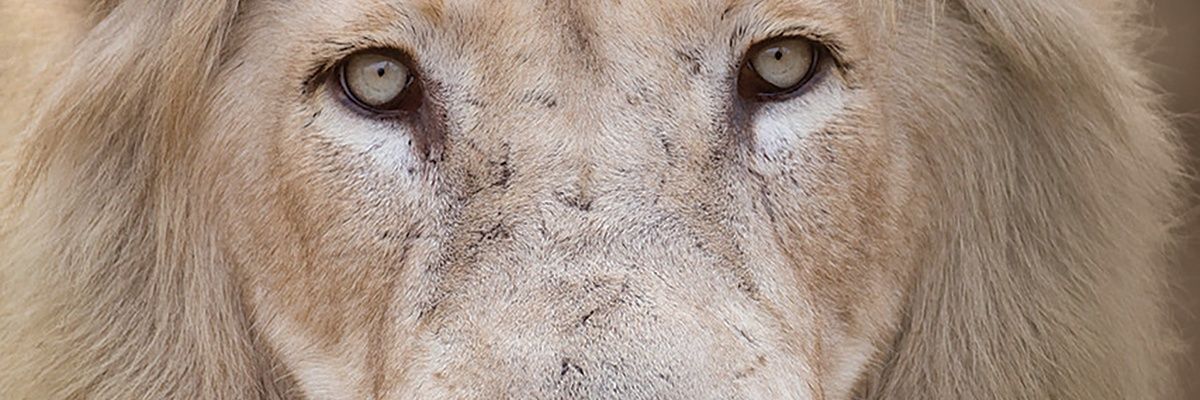 jiipass's profile banner image