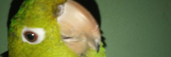 plitzy_dx Profile Banner