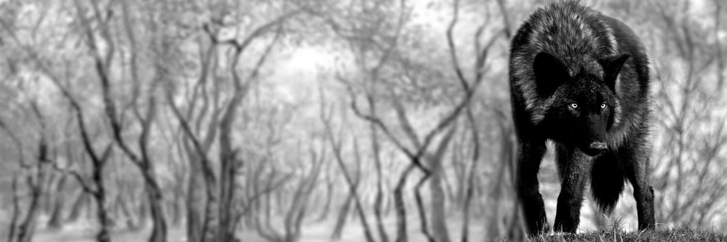 dotZero's profile banner image