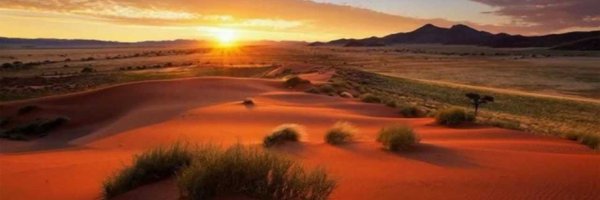 BitcoinLizard Profile Banner