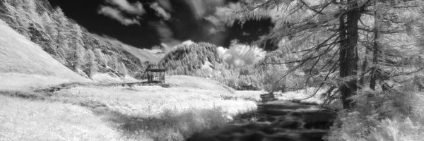 domiad Profile Banner