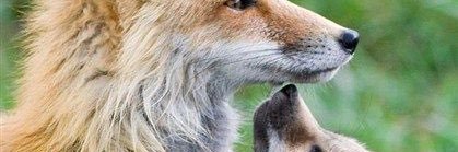 Vulpesgh's profile banner image