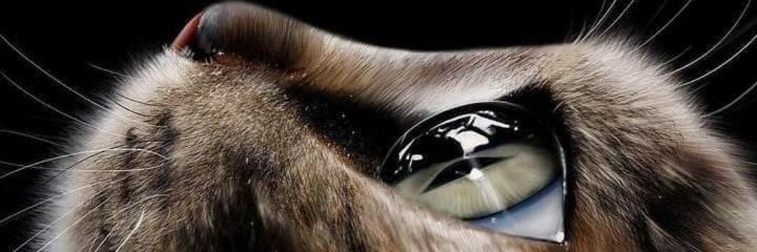 Shalom87's profile banner image
