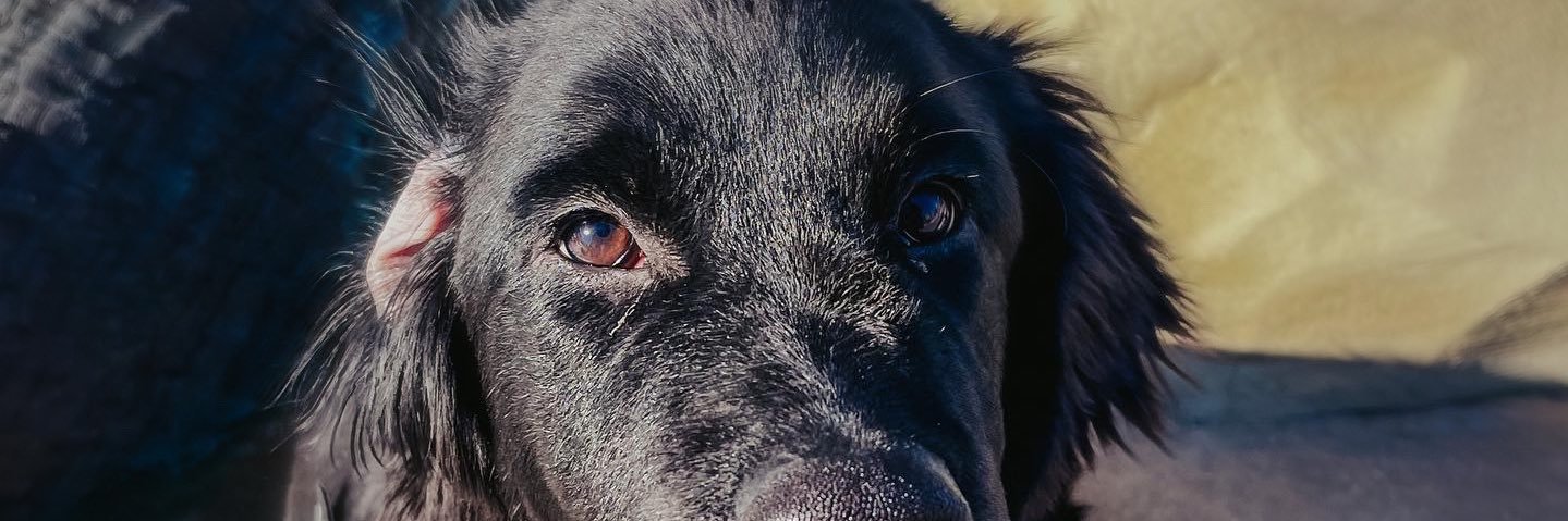Bry🌱🤍 banner
