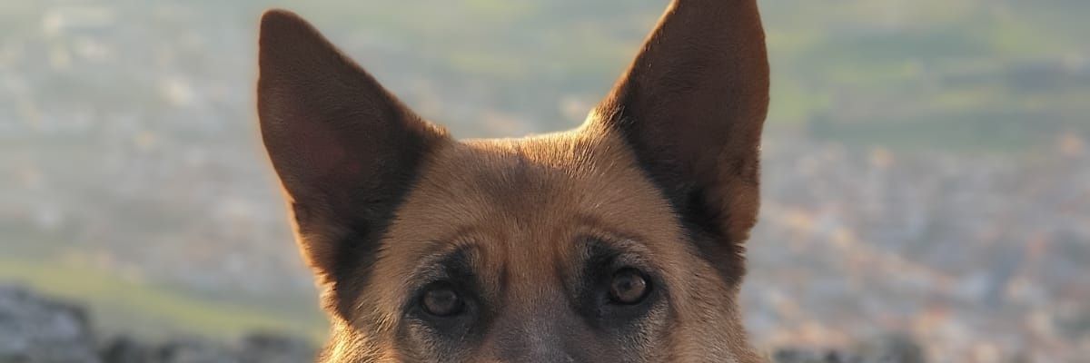 María Galle :) banner