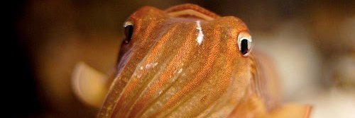 MellowTigger (@MellowTigger@mastodon.online) banner