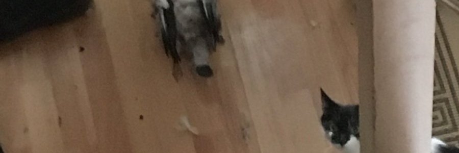 rhys7373's profile banner image