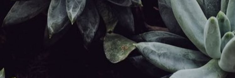 RavenMiriah's profile banner image