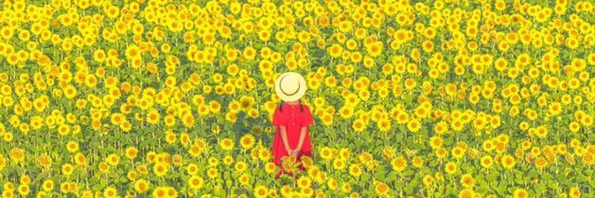 sunflower🌻 banner