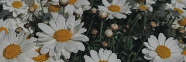 Elena Cardero 🌼 Profile Banner