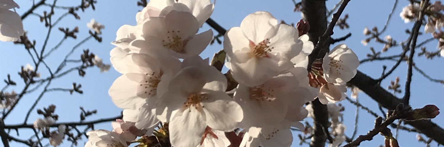kodomotospice's profile banner image