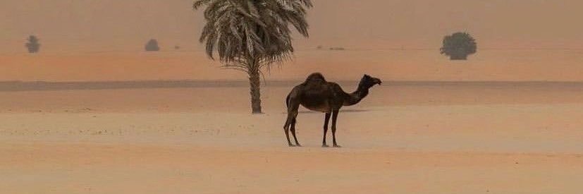 _ReemH22's profile banner image