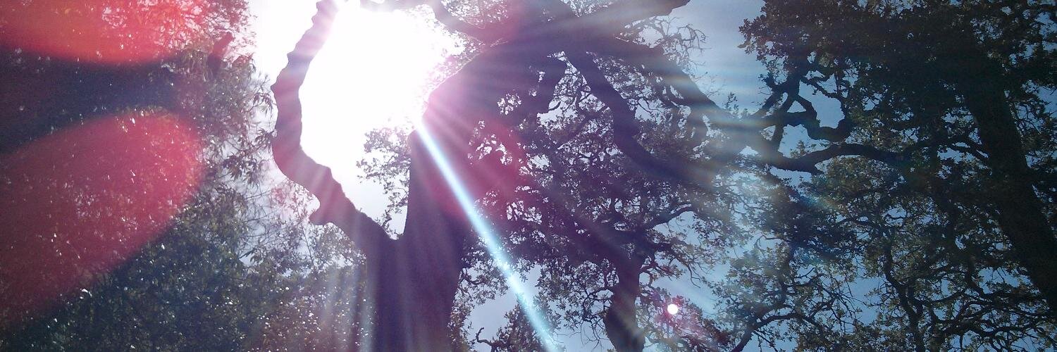 Seanie Byrne 🦡 banner