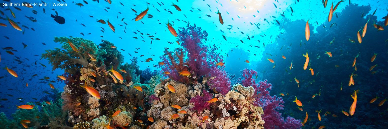 WeSea banner