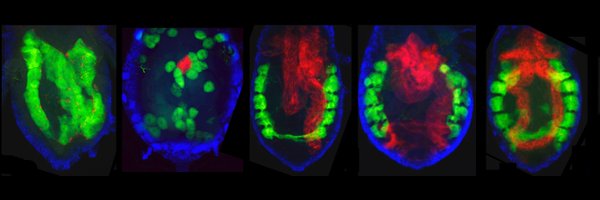 HenryLabSymbio Profile Banner