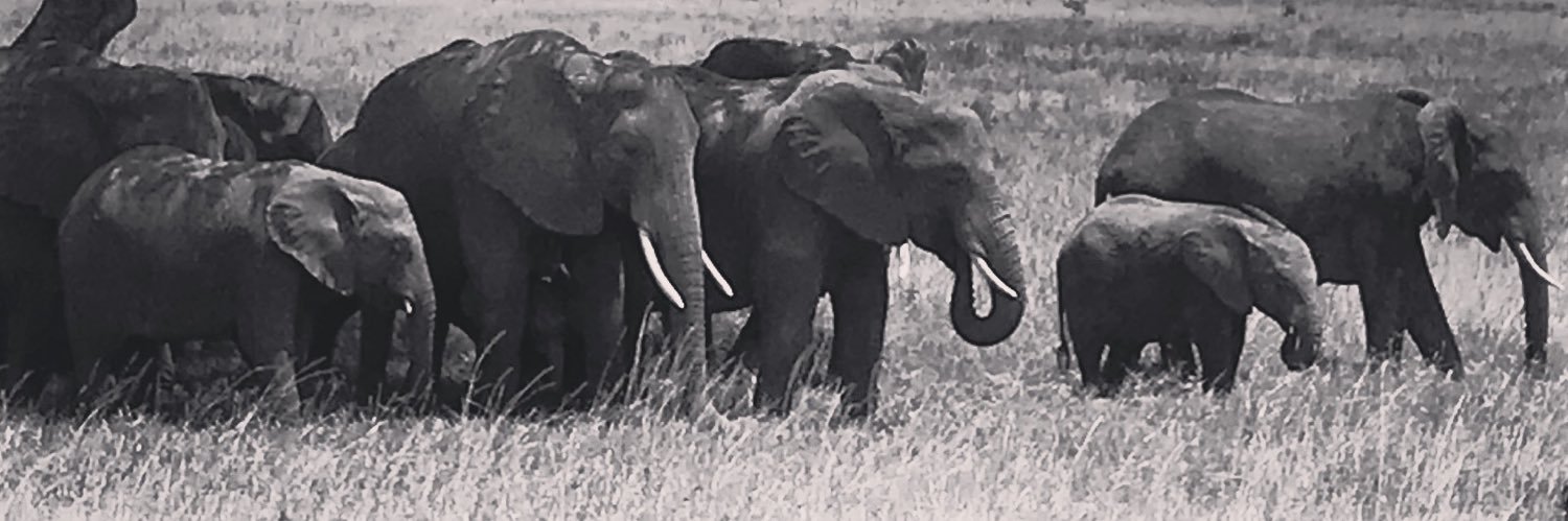 Michael Halperin banner