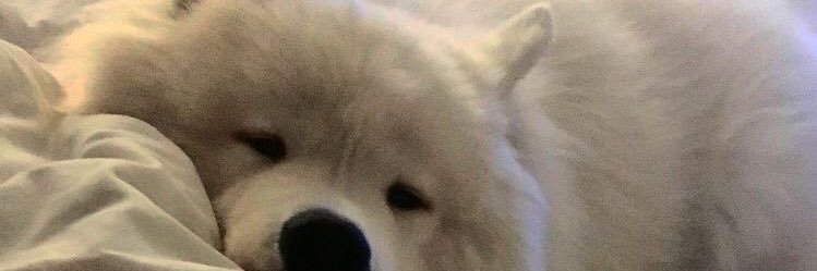 ml. banner
