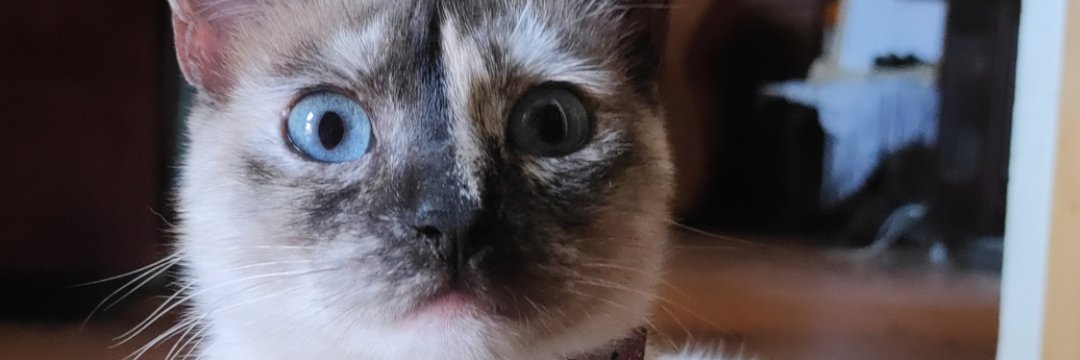 verodeGomez15's profile banner image