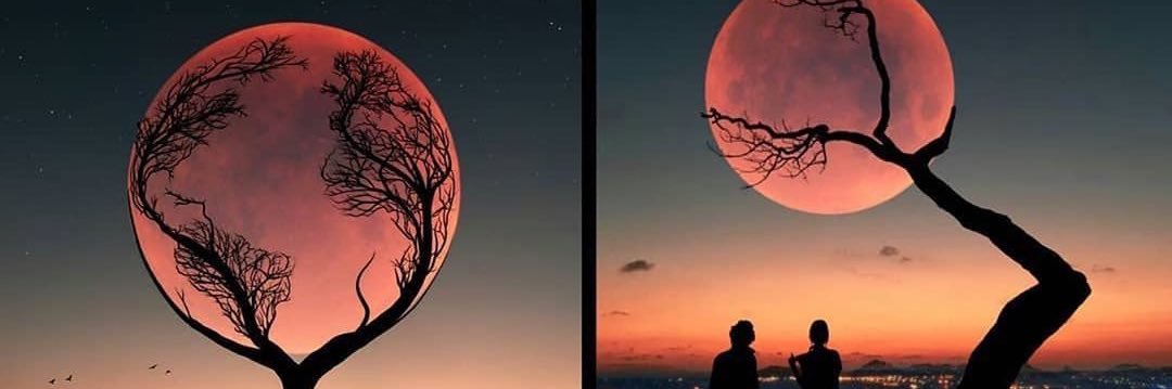 Dr Fehmi Hafiz banner