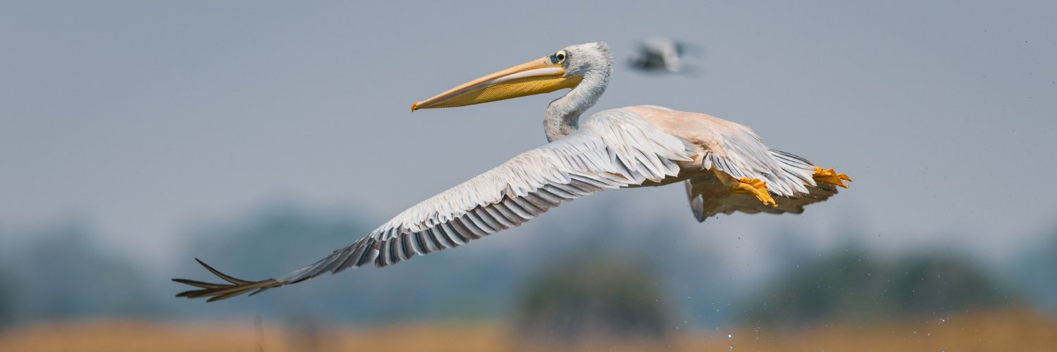 The Wild Bird Trust banner