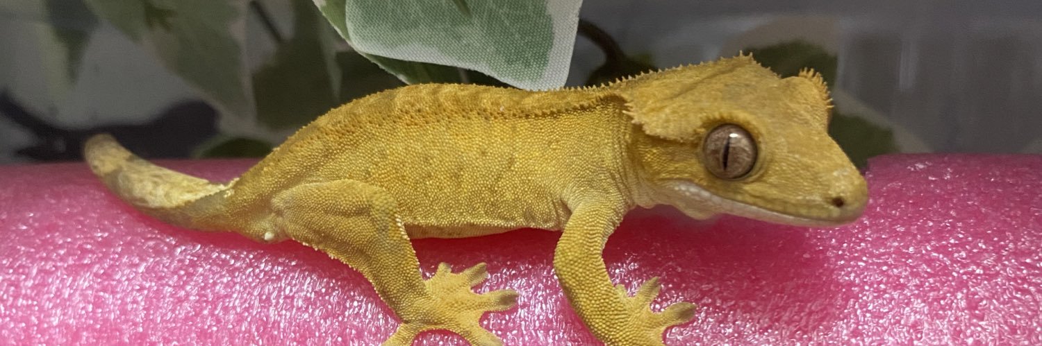 Crestomocko🦎お次はゲコマ！'s banner