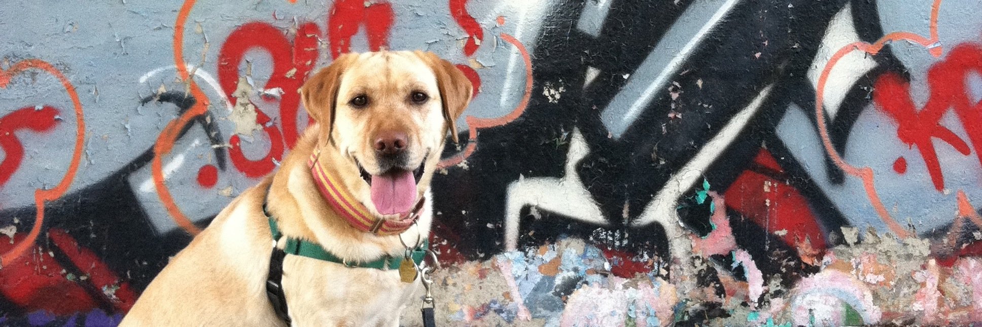 FidoDogTraining's profile banner image