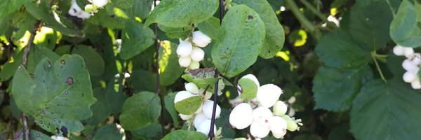 rusapi3 Profile Banner