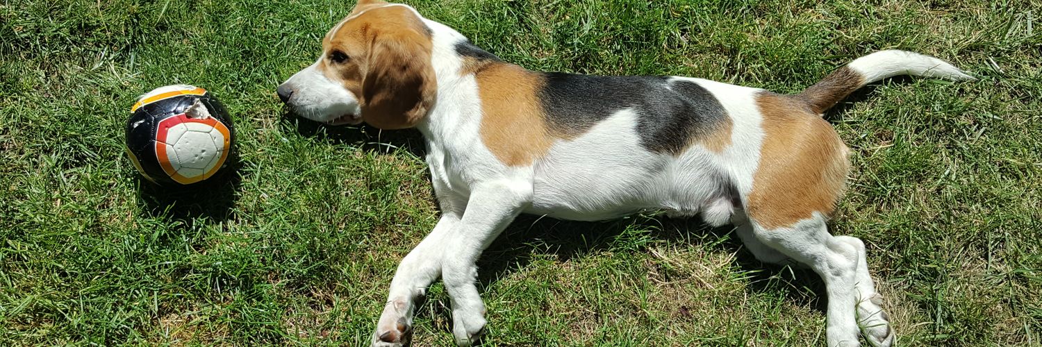 MisterMuff, Dr. oec. pub. der Herzen 🇺🇦 🚦 📯 banner