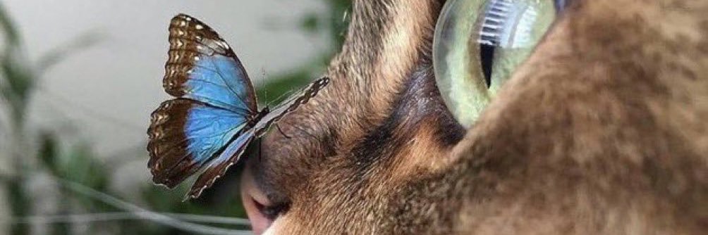 Señorita 🤍🦋👑🇲🇱🌺 banner