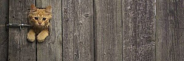 jrainbowcat Profile Banner