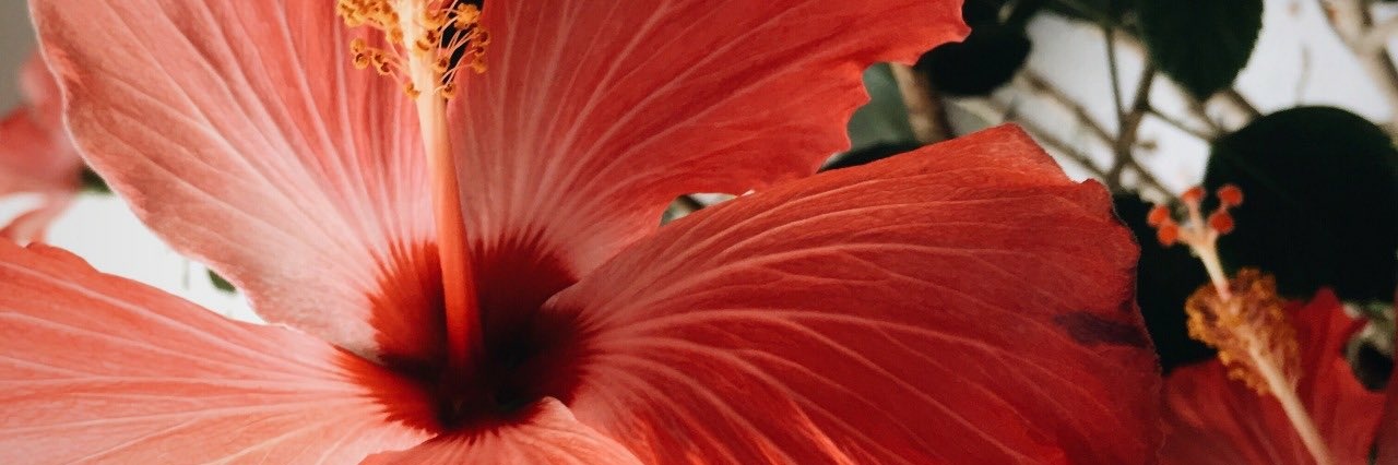 kaatedeschi's profile banner image