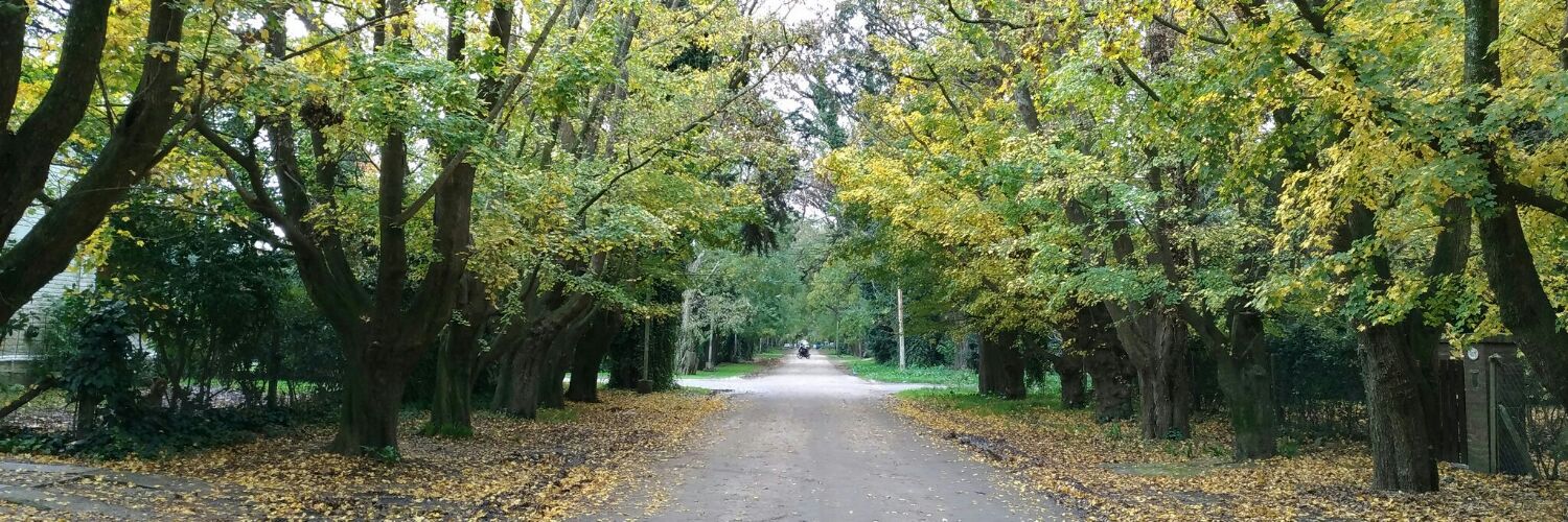 miguel rótolo  banner