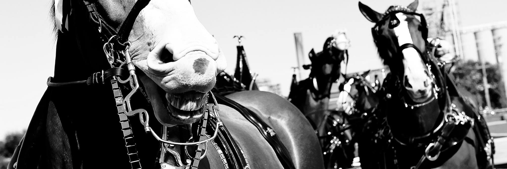 NFalzerano's profile banner image