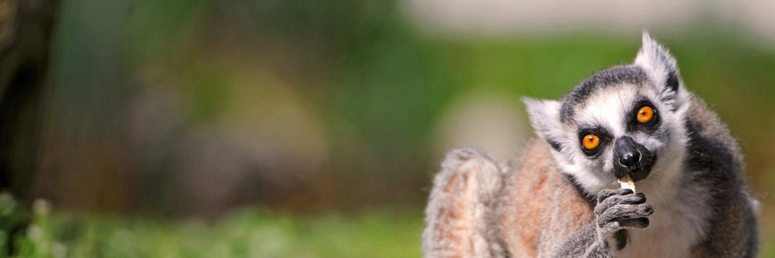 eliasringtail's profile banner image