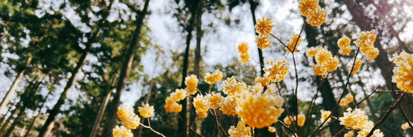 JDFmua's profile banner image