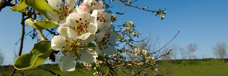 Marijke-Mathilde Kamphuis - van Dijk. banner
