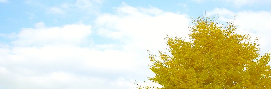 p_kato's profile banner image