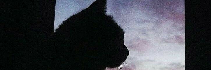 RedAries_'s profile banner image